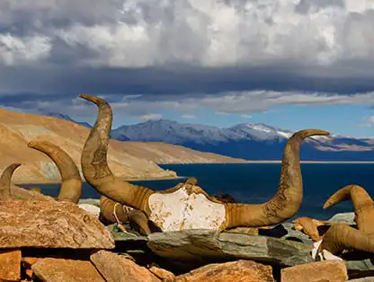 Experience Ladakh With Nubra & Pangong